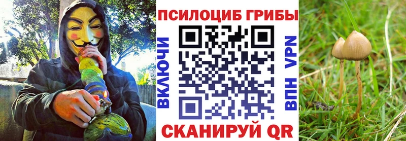 это телеграм Богданович Галлюциногенные грибы мицелий